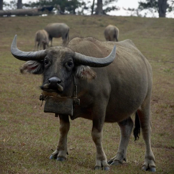 a buffalo looking at the camera.