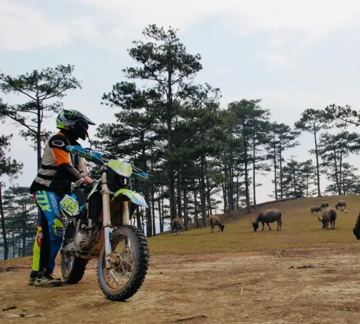 a guy with a dirtbike looking at buffaloes.