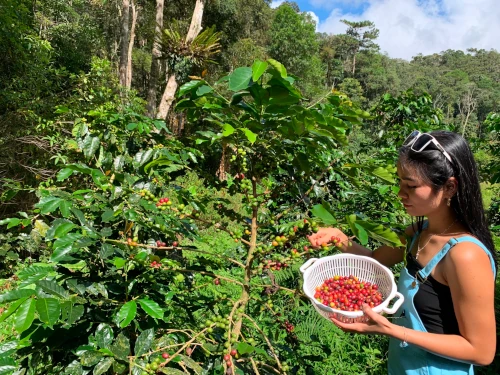 A girl hand picking coffee in the coffee farm.