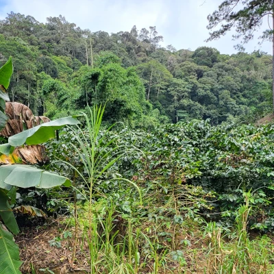 A view across the top of the coffee farm.